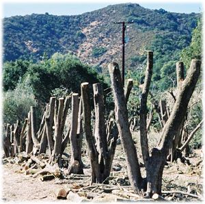 A row of olive trees cut back to their main trunks