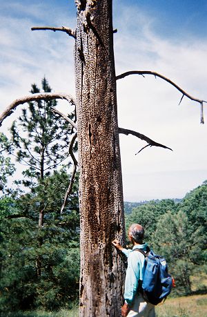 Dinesh inspecting a dead tree