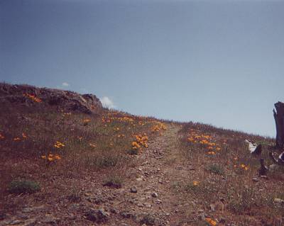 California poppies on trail to Rose Peak