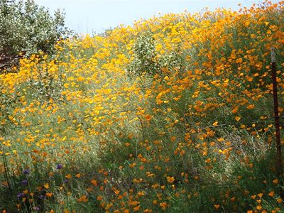 a field of California poppies