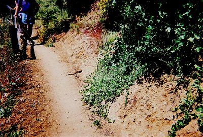 rattlesnake on the trail