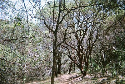 tall manzanita