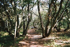 A trail in Kennedy Grove