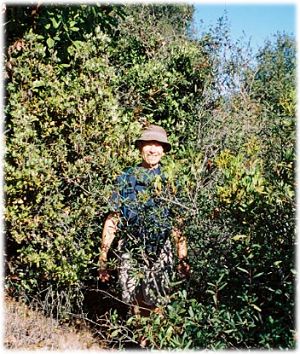 Tom struggling to walk through the chaparral on the overgrown trail