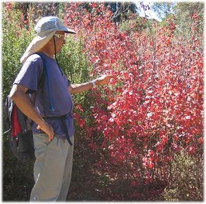 Dinesh observing a poison oak shrub with its leaves in bright red fall color