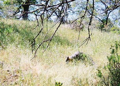 A gray fox