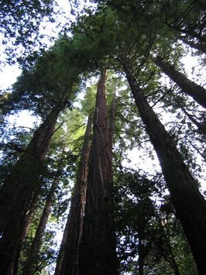 looking up into tall coast redwood trees