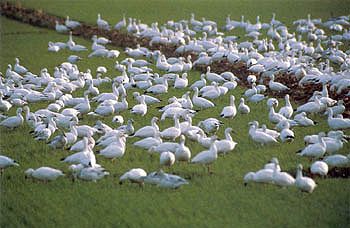 snow geese