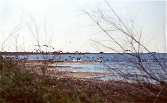 Migratory birds at the Salton Sea