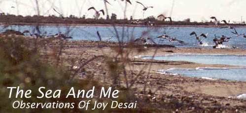 The Sea and Me: Observations of Joy Desai