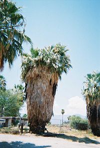California fan palms
