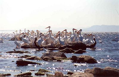 Pelicans on rocks at the Salton Sea